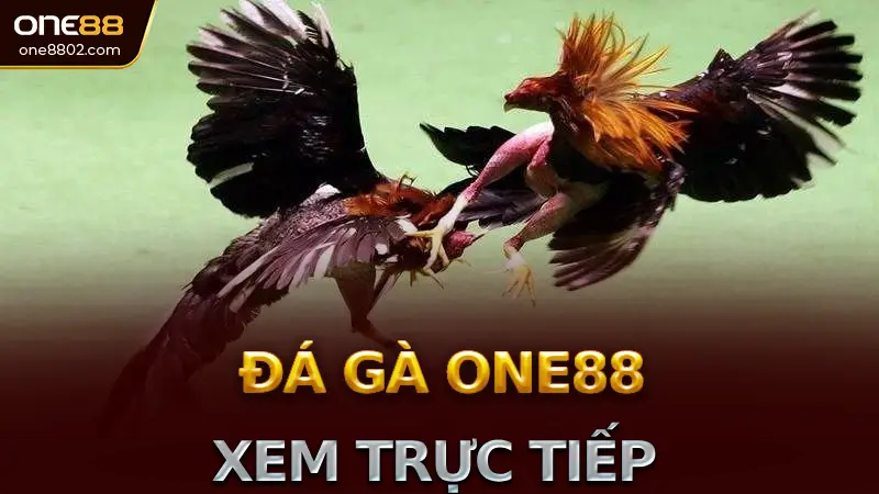 Sảnh đá gà One88: Tổng quan và tính năng